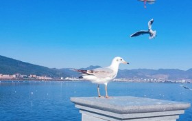 廷泊首进云南落子西坝，填补昆明中端特色旅居空白